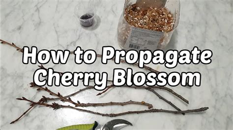 How to Grow a Cherry Blossom Tree (with Pictures) .